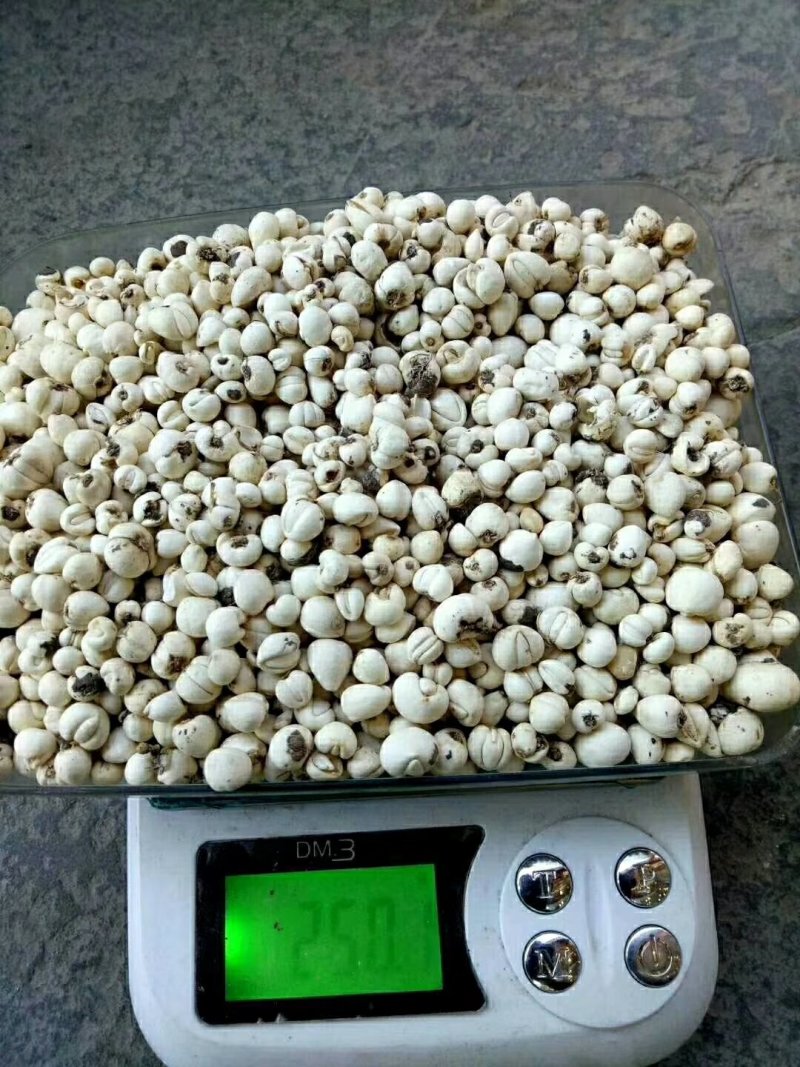贝母