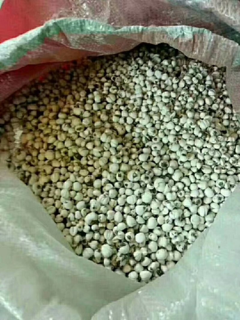 贝母