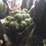 山东头岔大西瓜大量上市甜度很好