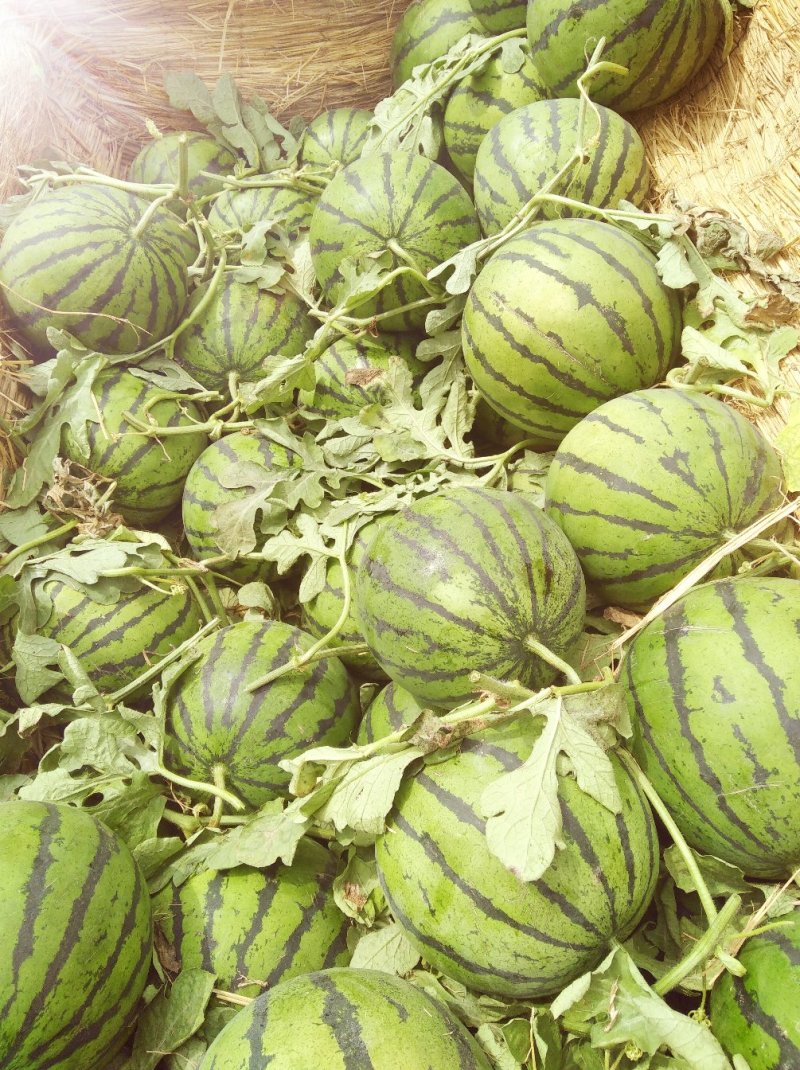 山东头岔大西瓜大量上市甜度很好