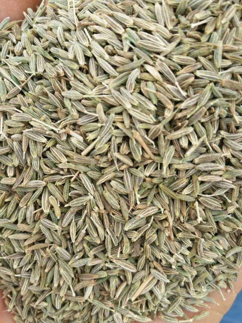 甘肃孜然粉