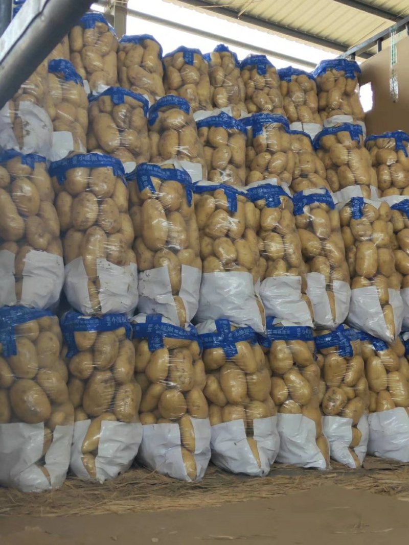 荷兰十五土豆三两以上通货