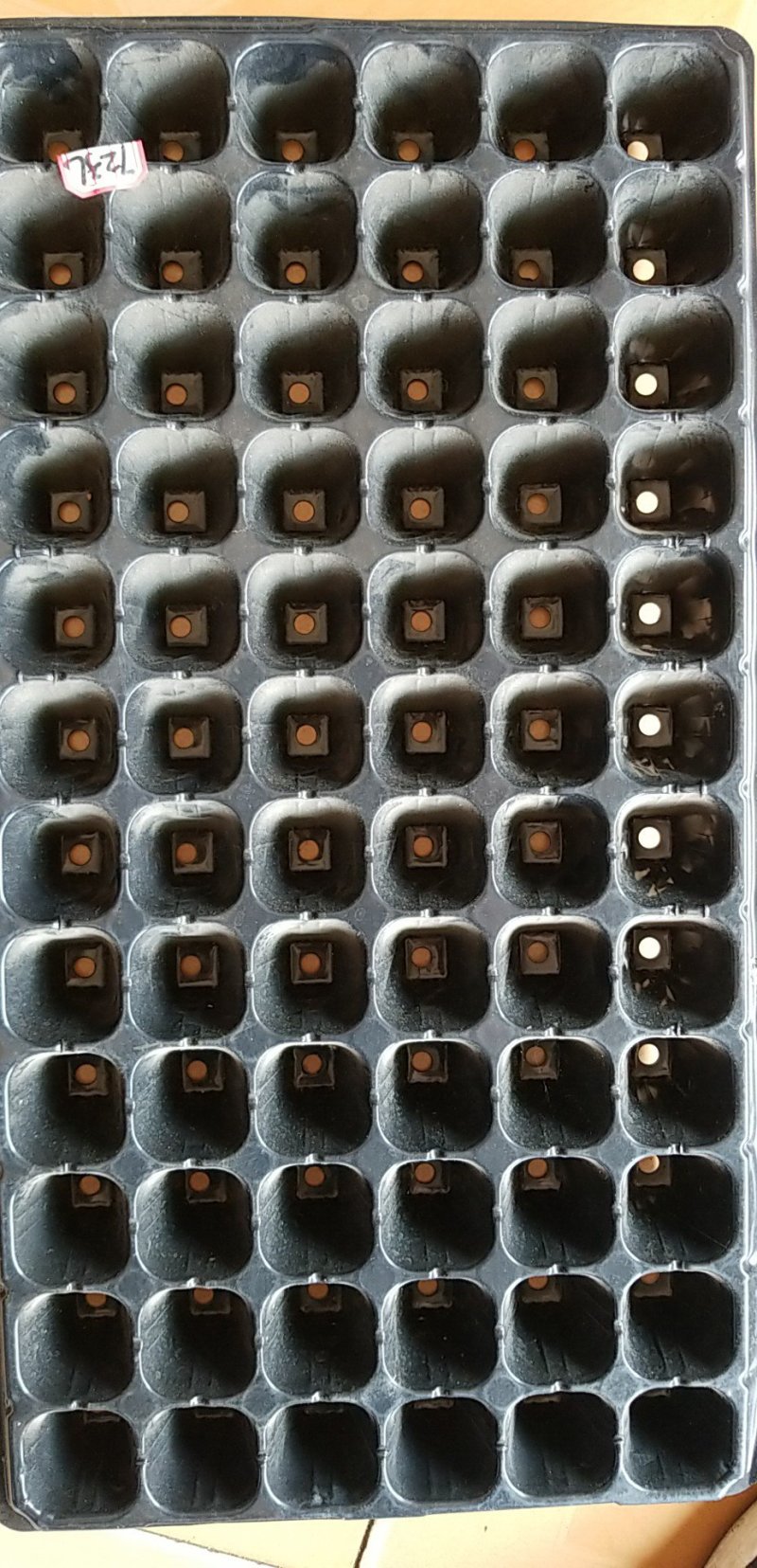 穴盘牛商推荐量大从优