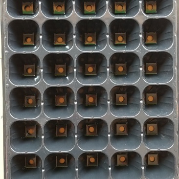穴盘牛商推荐量大从优