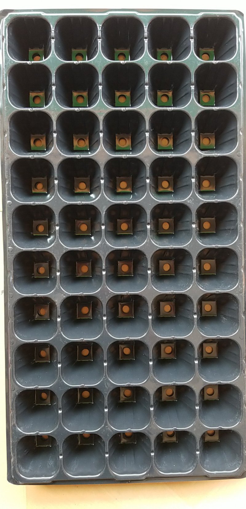 穴盘牛商推荐量大从优