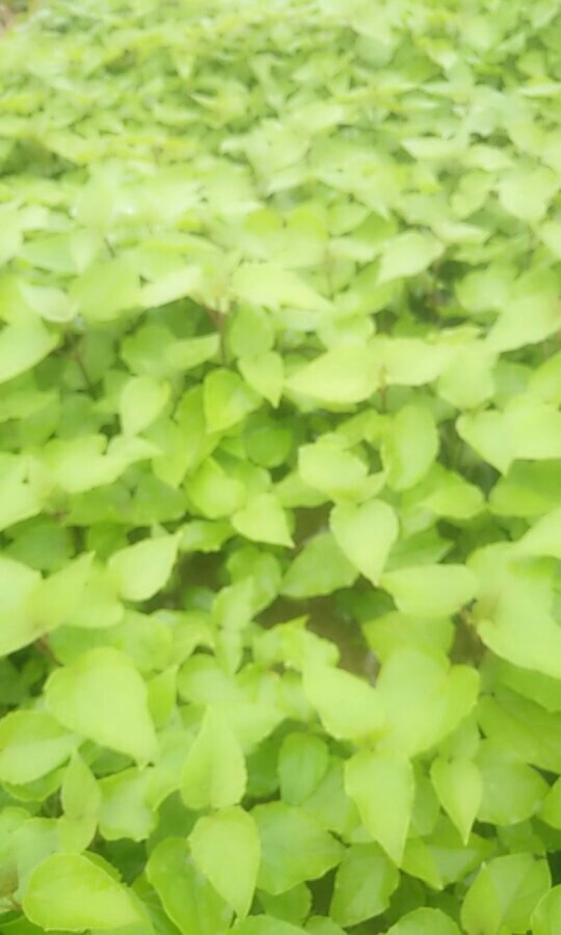 梓树苗
