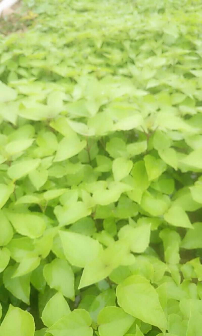梓树苗