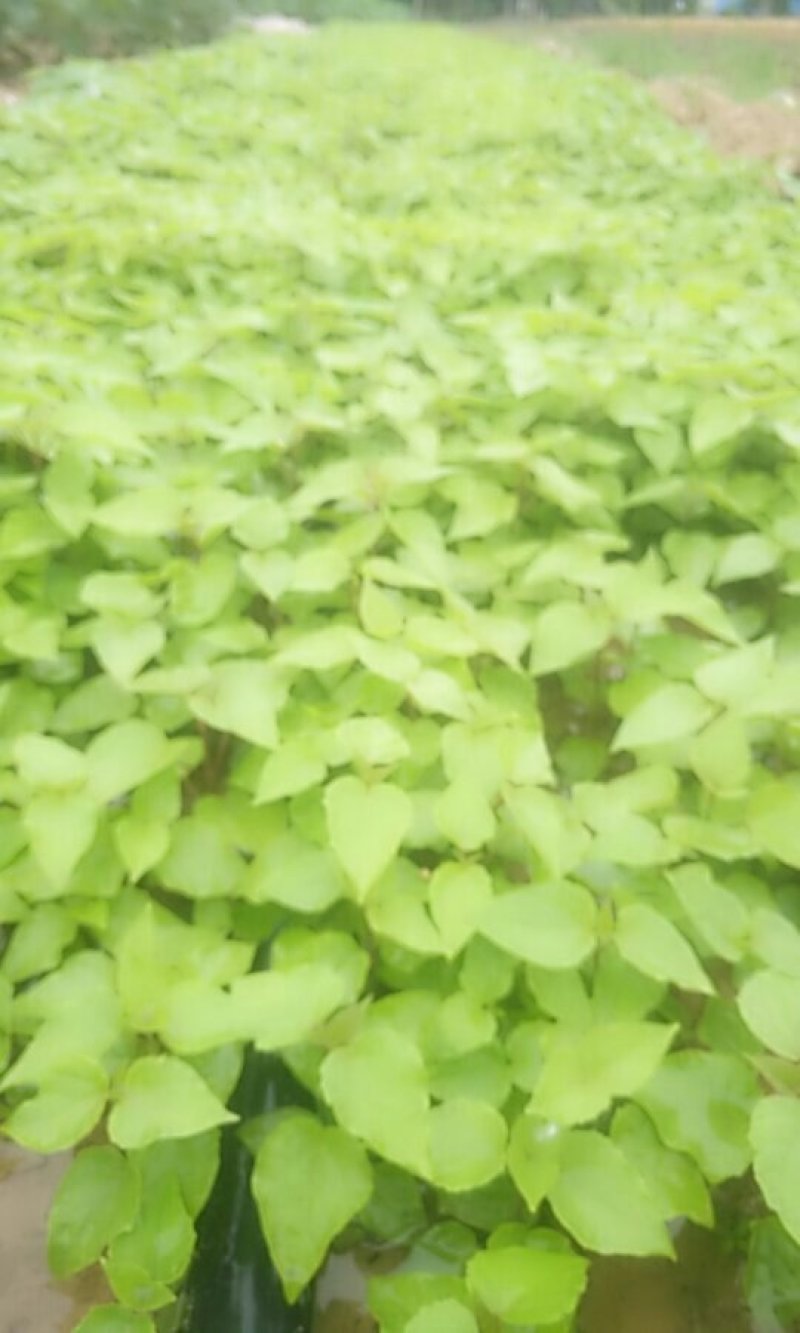 梓树苗