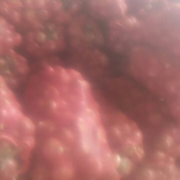 红皮洋葱