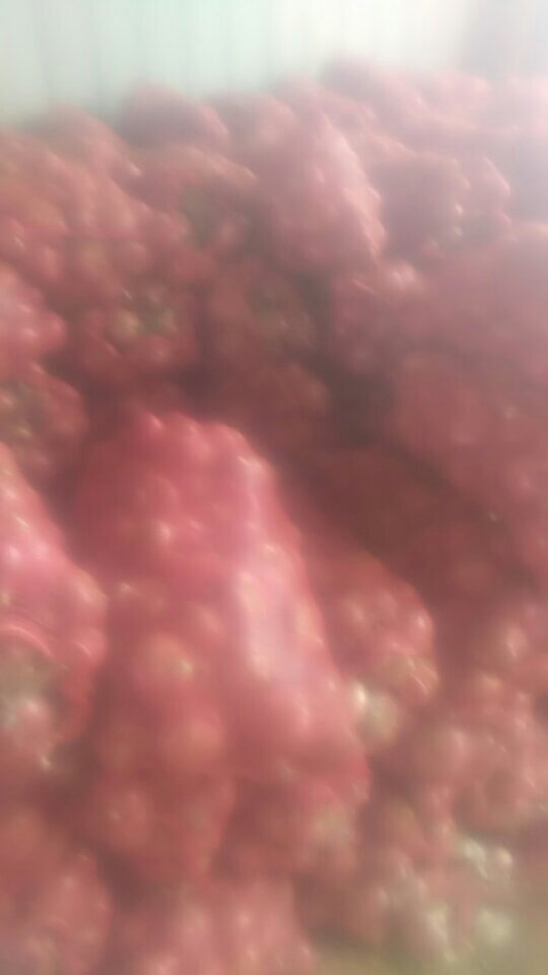红皮洋葱