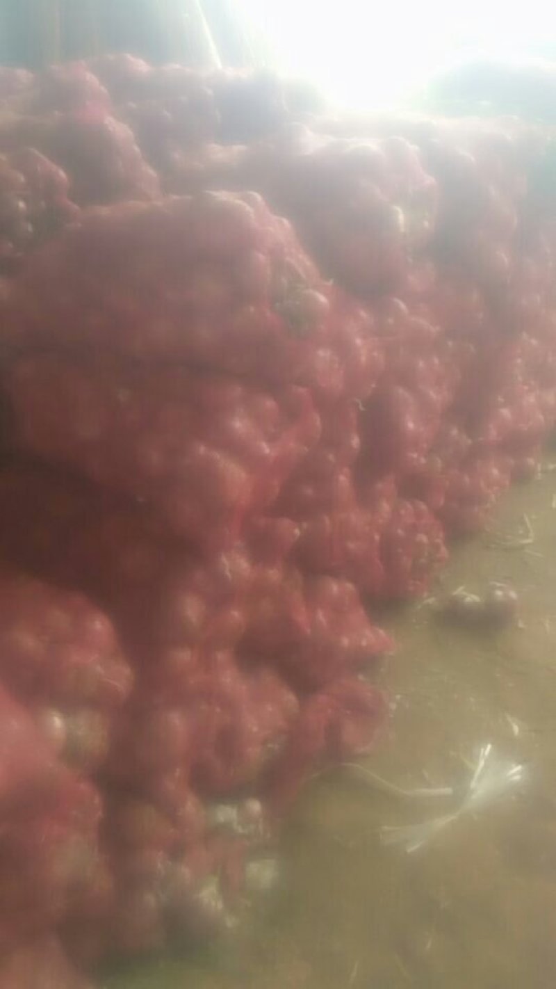 红皮洋葱