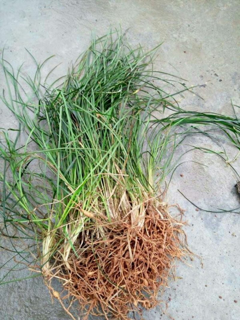 麦冬草