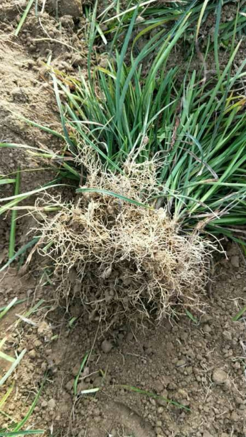 麦冬草