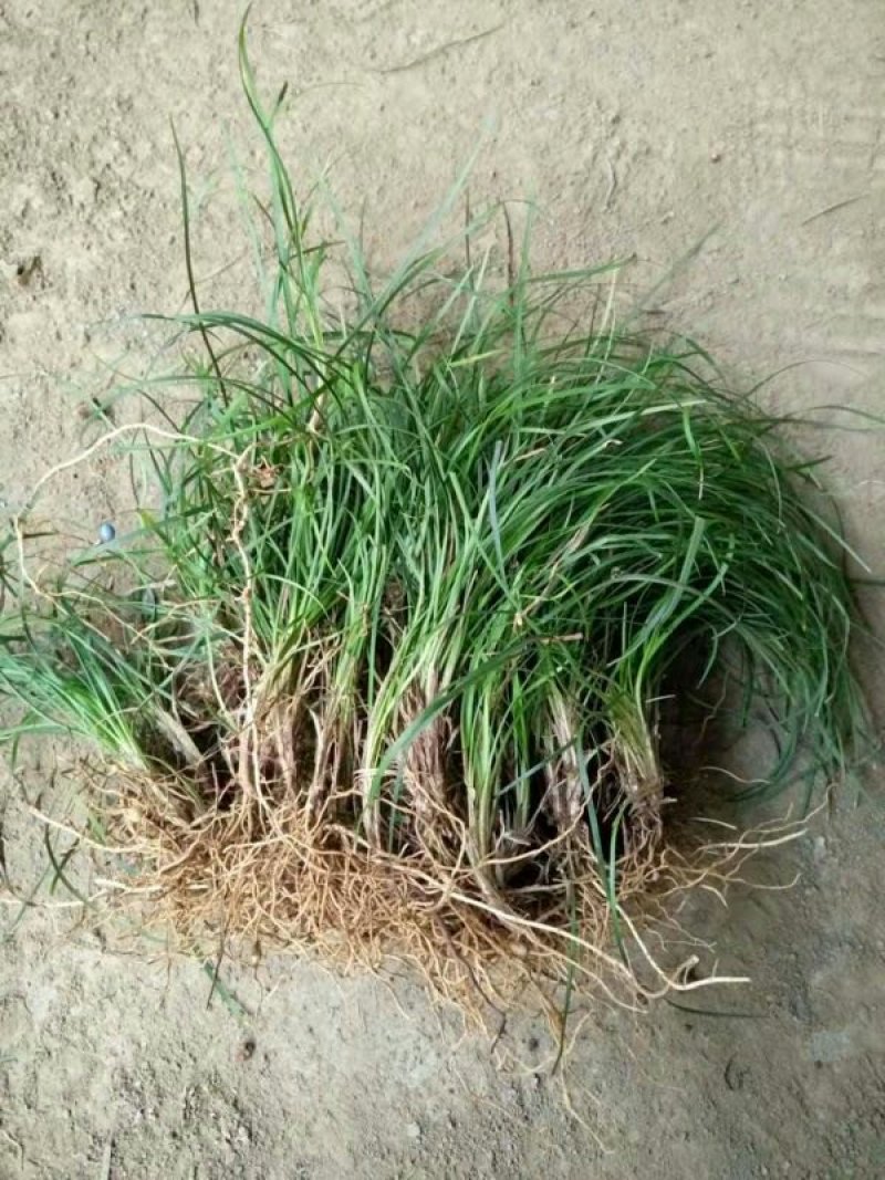 麦冬草