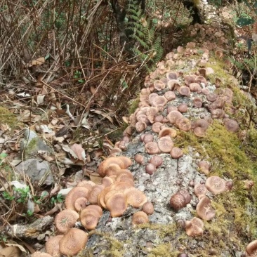 纯生野生毛蘑菇