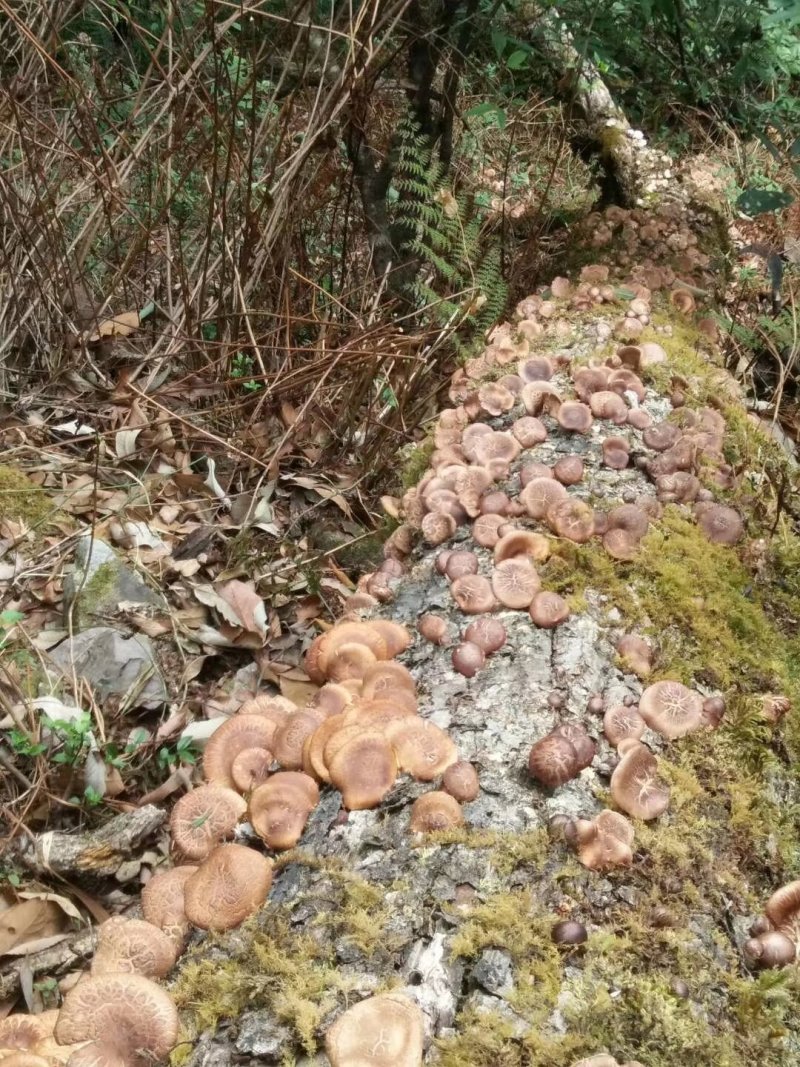 纯生野生毛蘑菇
