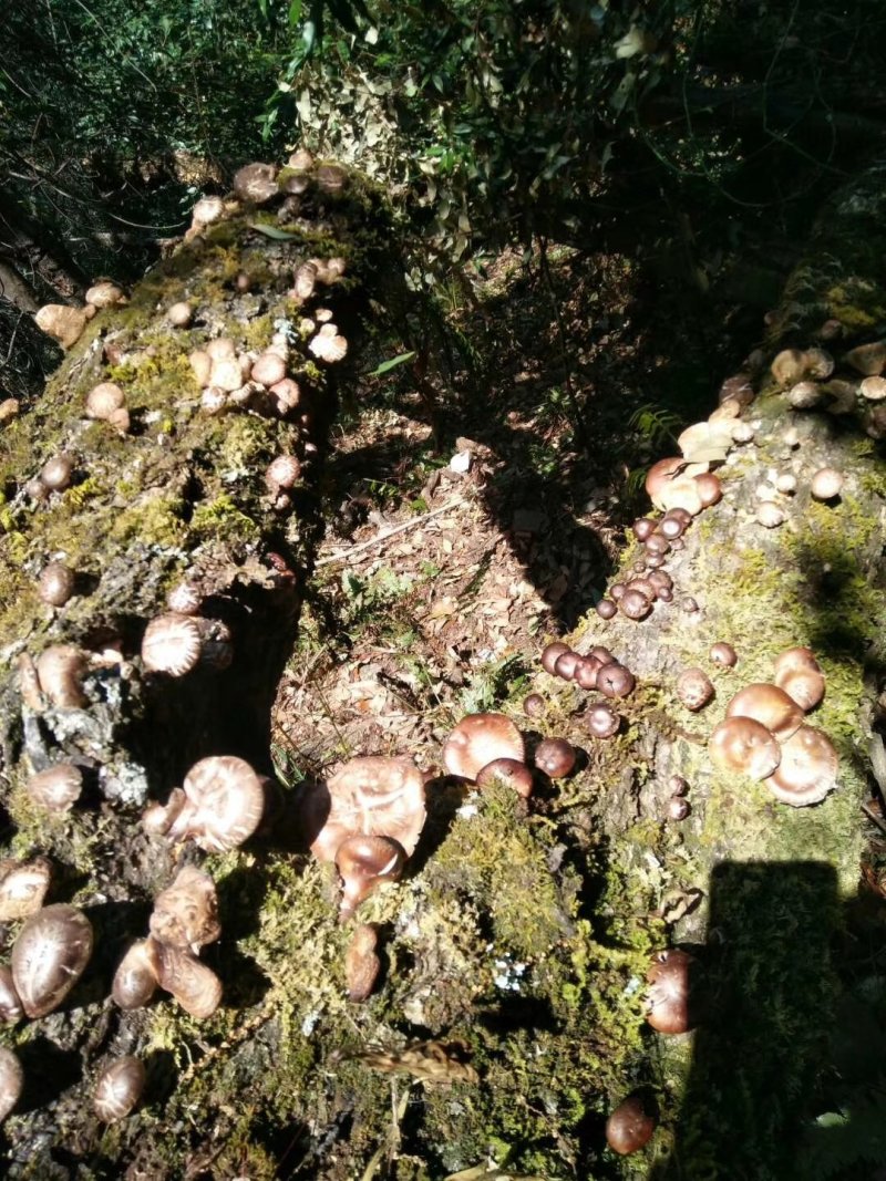 纯生野生毛蘑菇