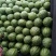 二k西瓜小糖精品小西瓜2k皮薄脆甜，量大从优，长期合
