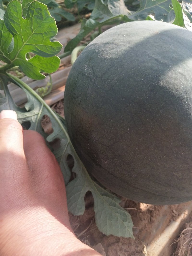 二k西瓜小糖精品小西瓜2k皮薄脆甜，量大从优，长期合