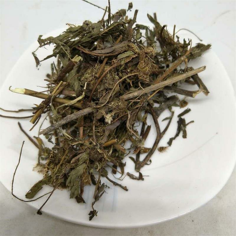 含羞草供应上千种中药材
