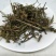 含羞草供应上千种中药材