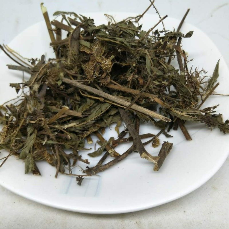 含羞草供应上千种中药材