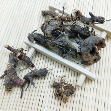含羞草根供应上千种中药