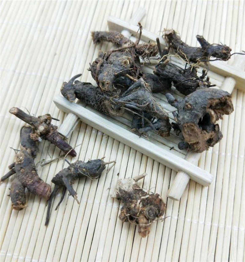 含羞草根供应上千种中药