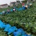 精品甘蓝大量上市欢迎各位预定