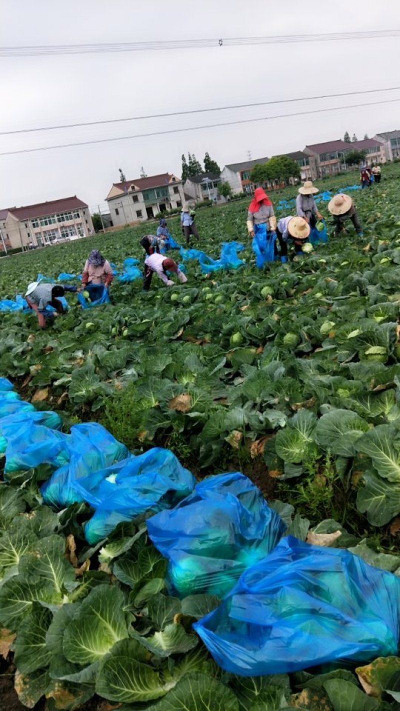 精品甘蓝大量上市欢迎各位预定
