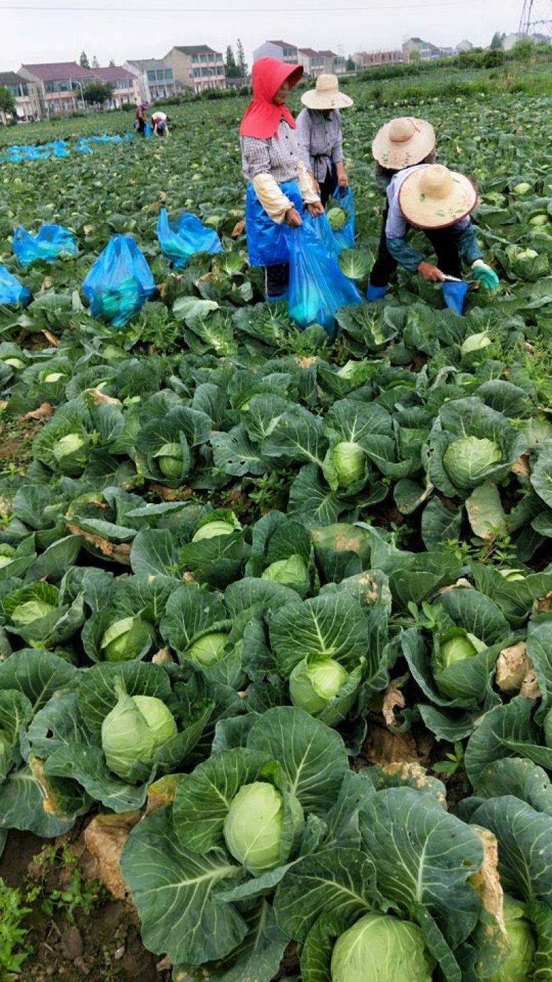 精品甘蓝大量上市欢迎各位预定