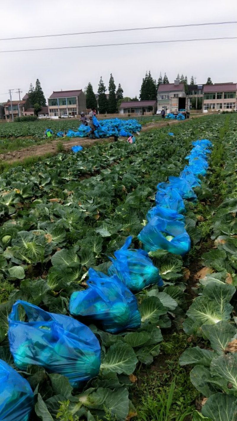 精品甘蓝大量上市欢迎各位预定