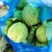 精品甘蓝大量上市欢迎各位预定