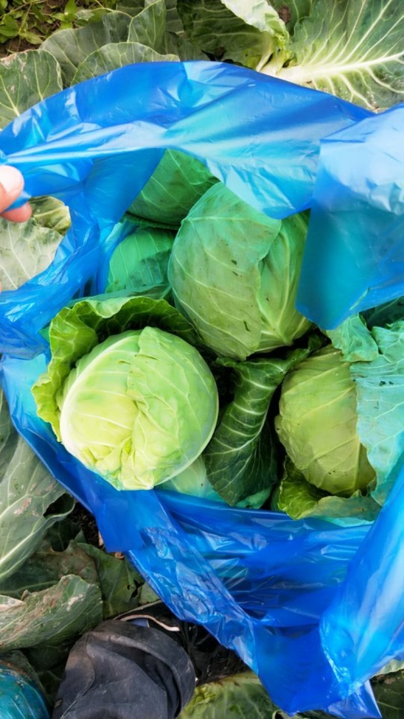 精品甘蓝大量上市欢迎各位预定