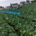 精品甘蓝大量上市欢迎各位预定