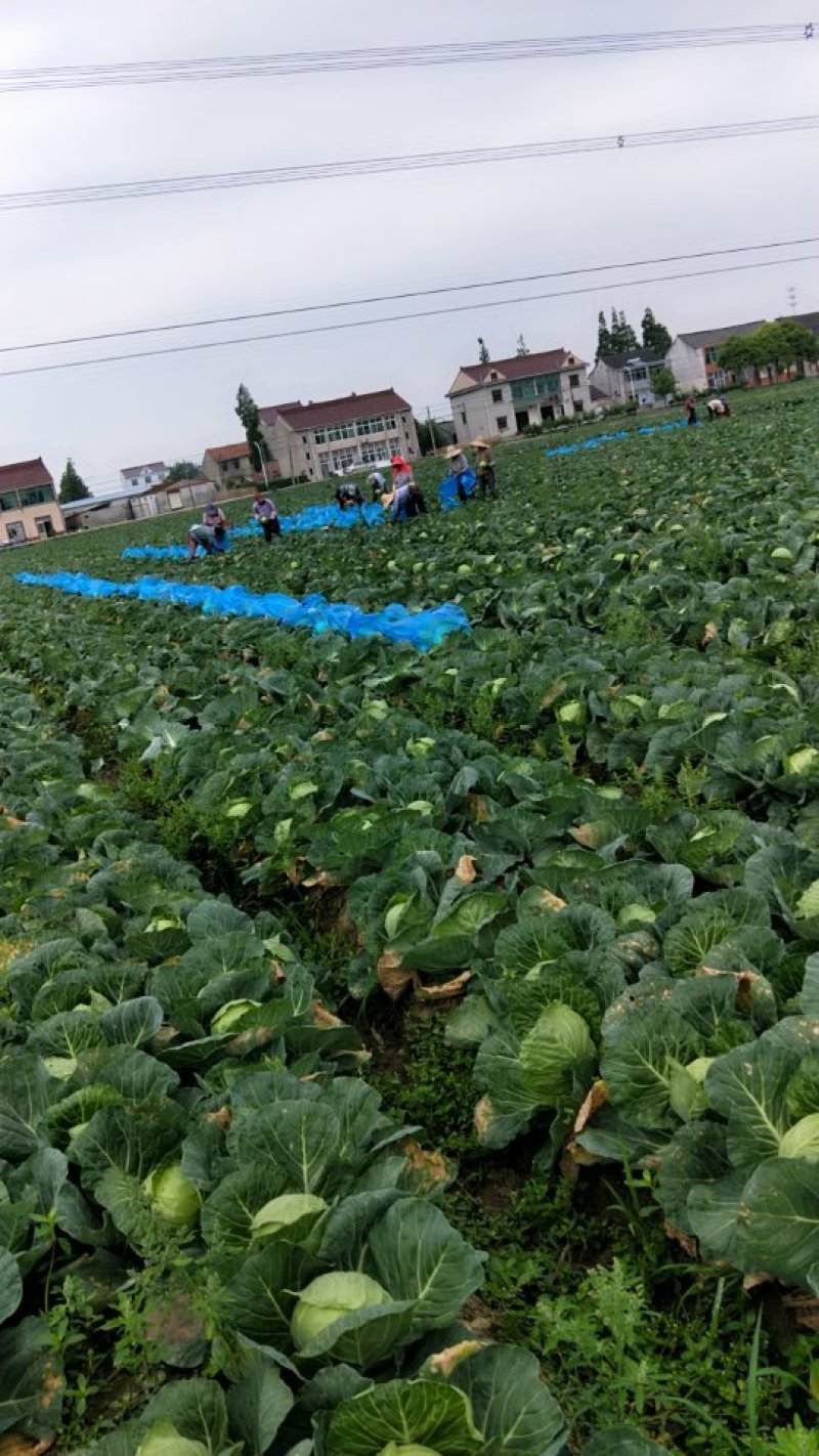 精品甘蓝大量上市欢迎各位预定