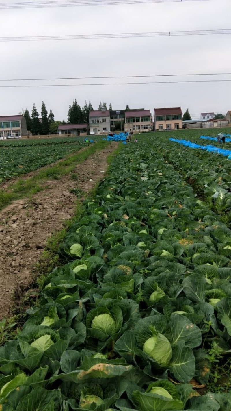 精品甘蓝大量上市欢迎各位预定