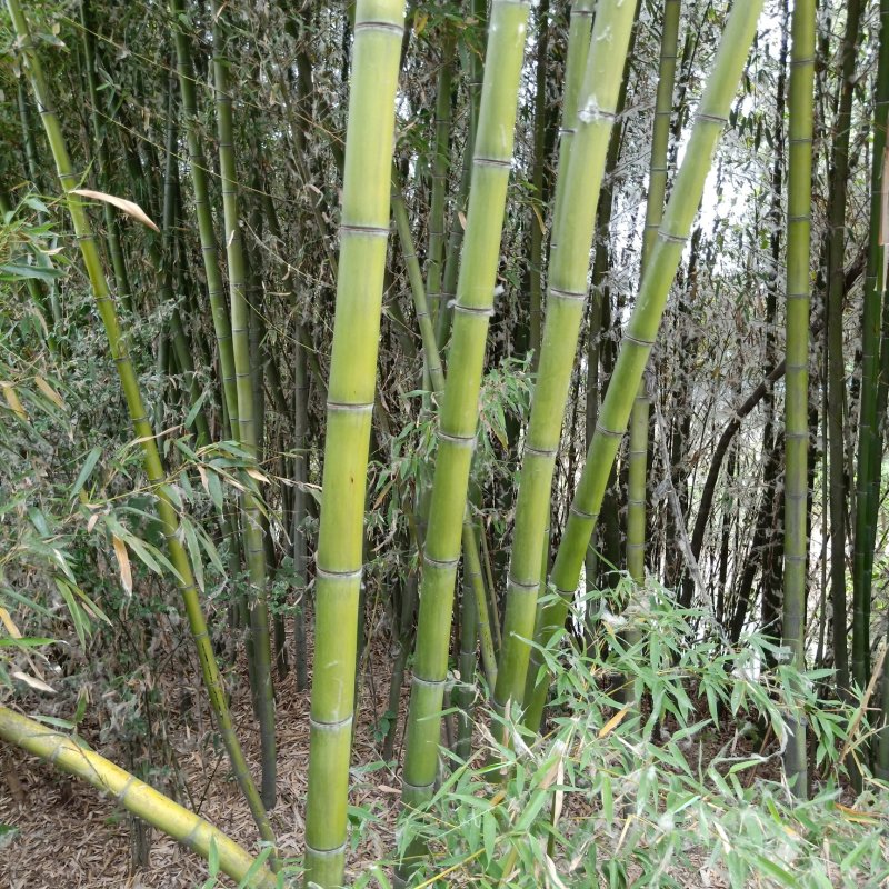 金镶玉竹子苗青竹黄金竹紫竹苗根庭院绿化盆栽室内外植物四季