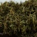 鹅不食草水洗供应上千种中药材