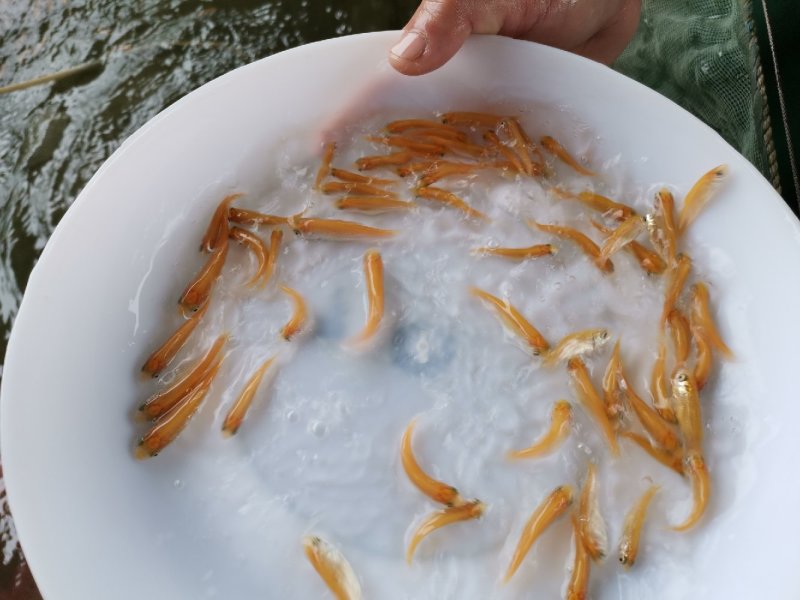金草鲩鱼