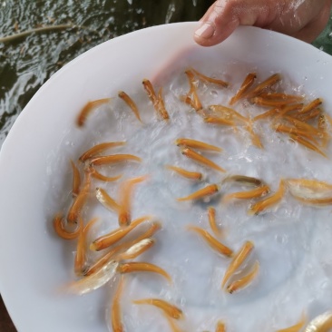 金草鲩鱼