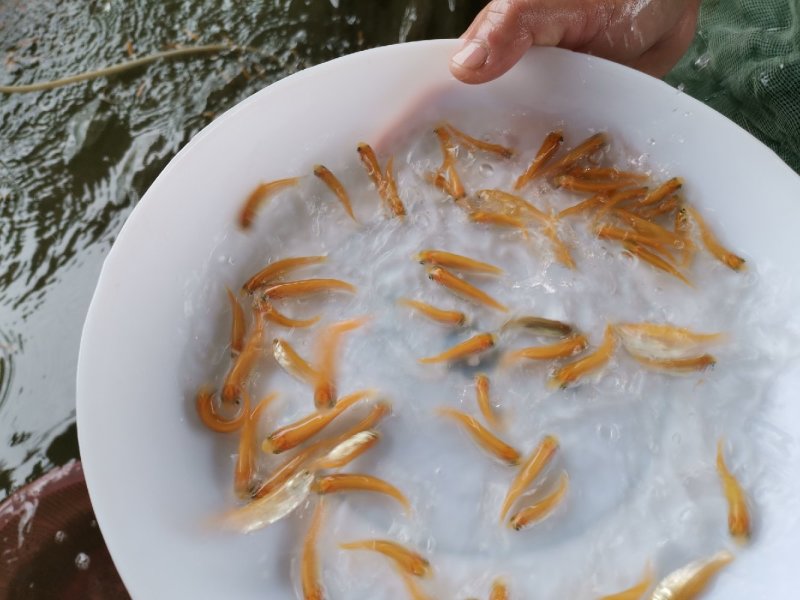 金草鲩鱼