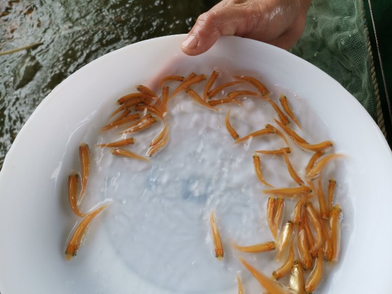 金草鲩鱼