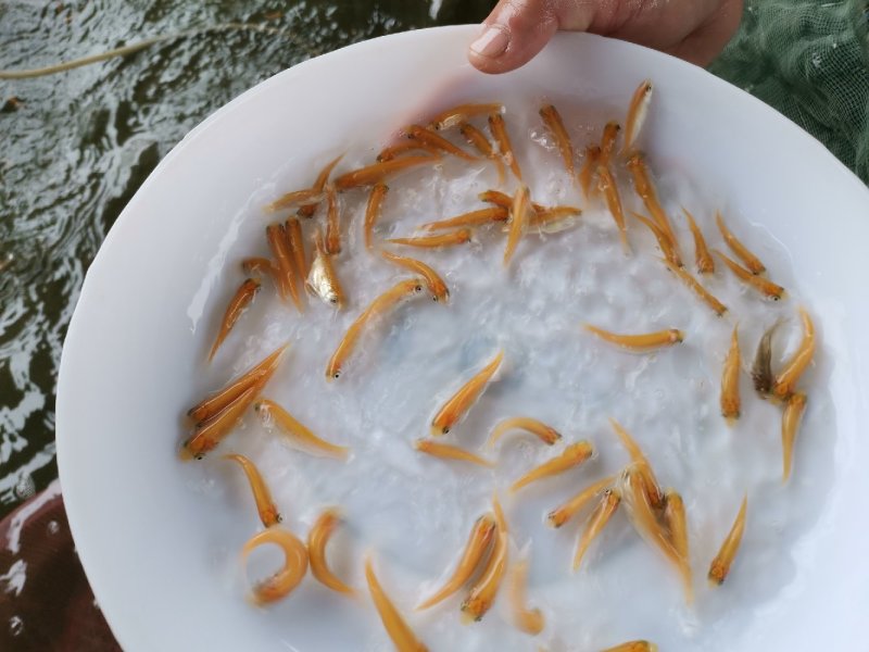 金草鲩鱼
