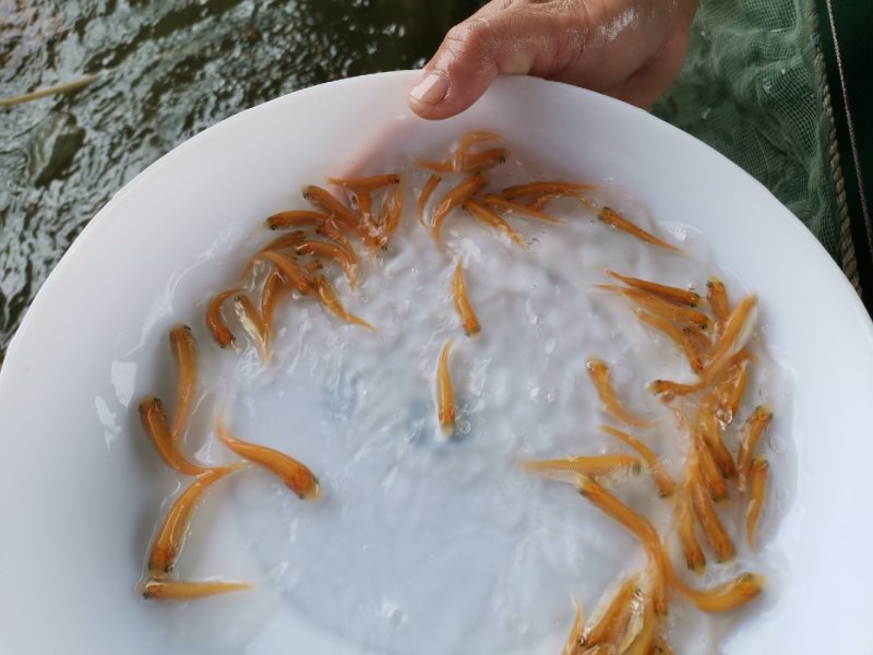 金草鲩鱼