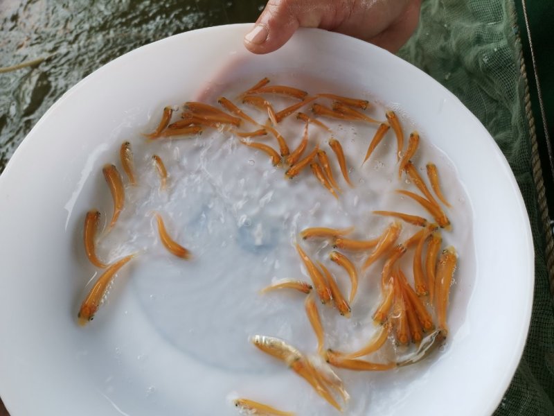 金草鲩鱼