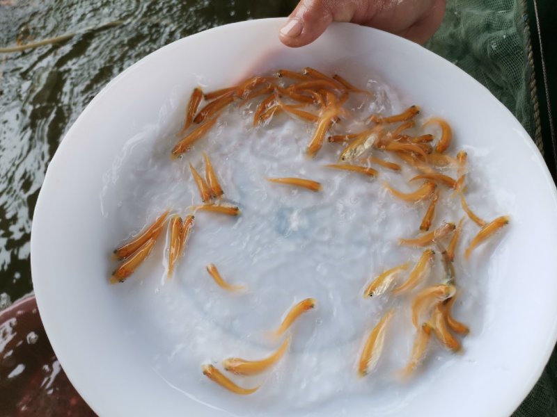 金草鲩鱼