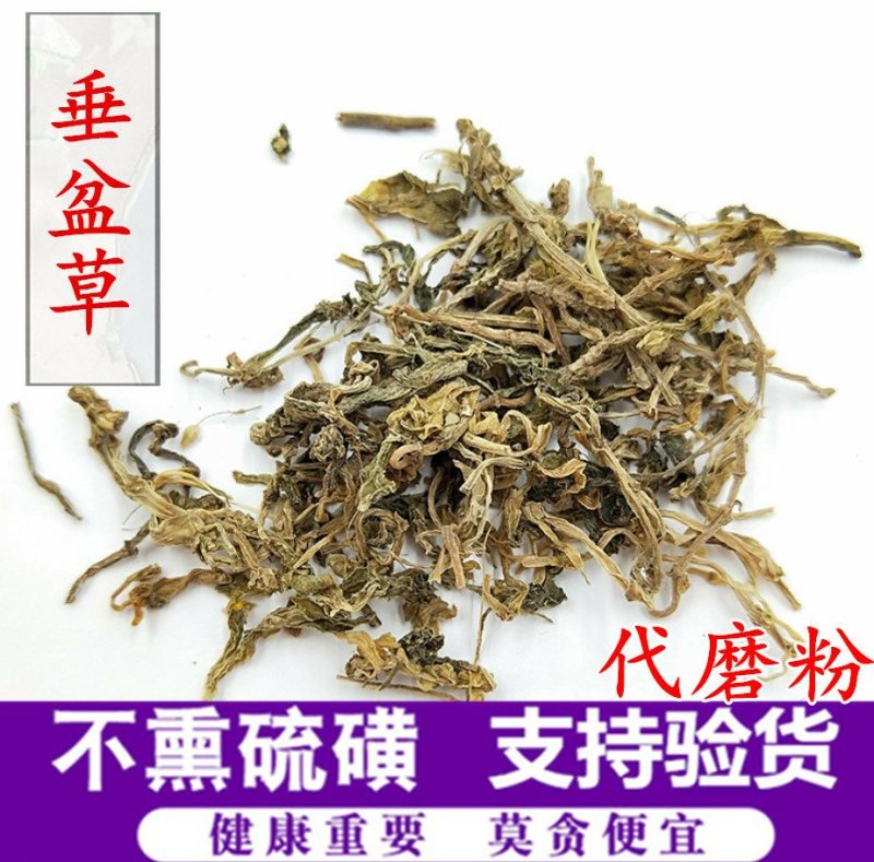 垂盆草供应上千种中药材
