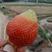 全明星草莓苗，妙七，酒香，丰香，隋株。（保湿加冰发货）