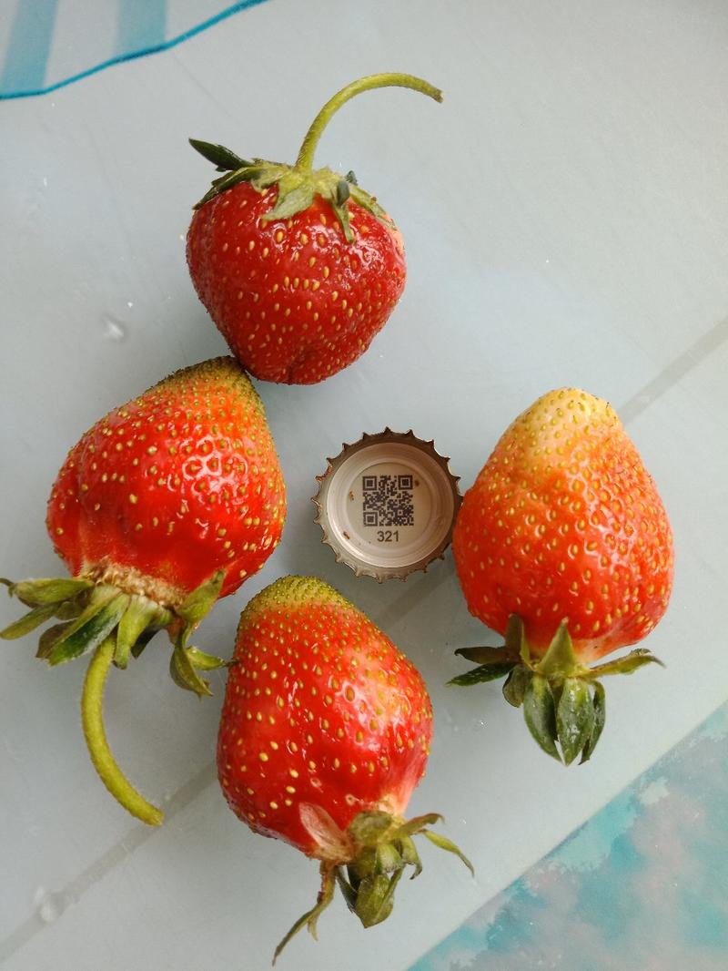 全明星草莓苗，妙七，酒香，丰香，隋株。（保湿加冰发货）